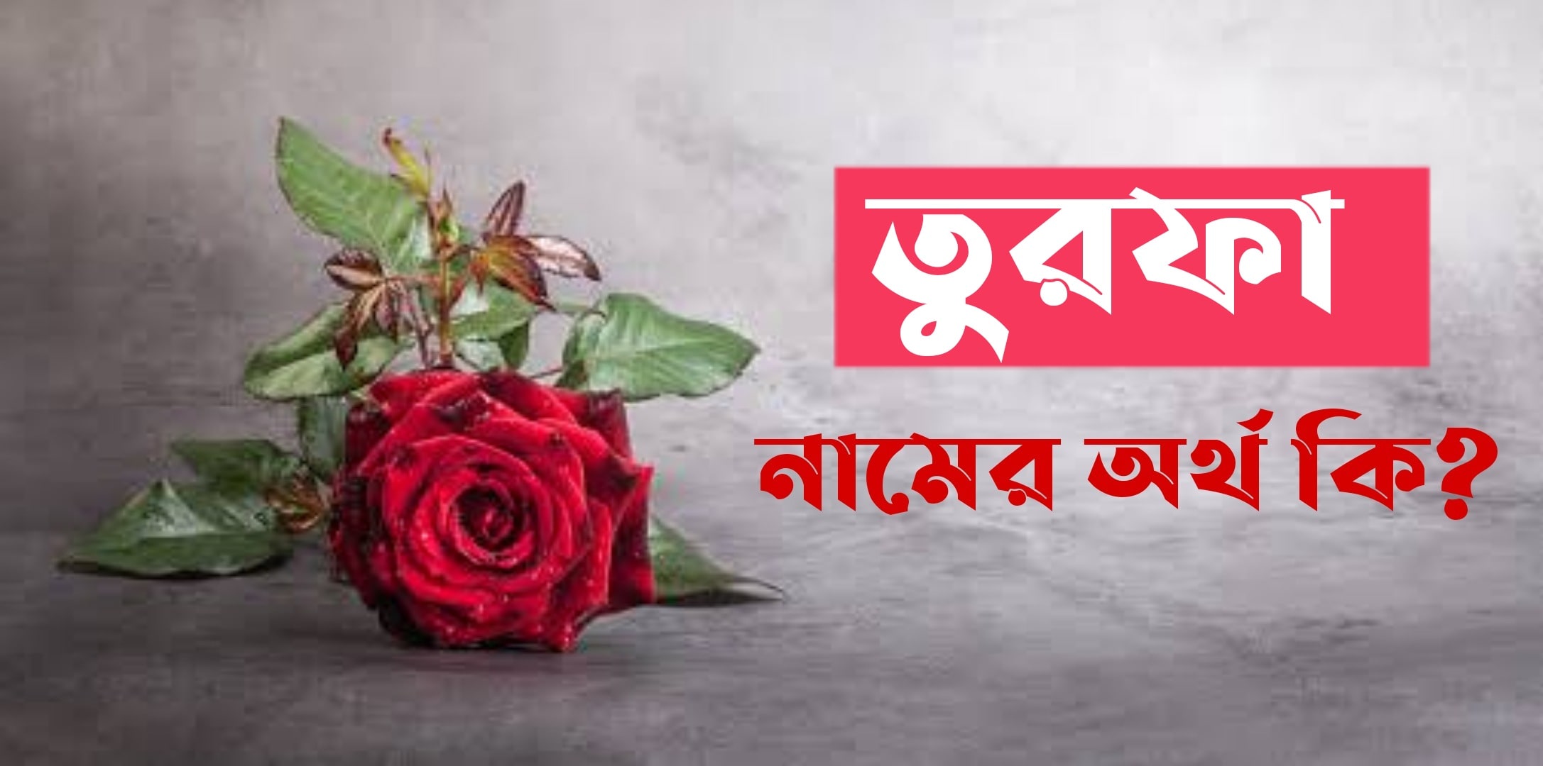 তুরফা নামের অর্থ কি? Turfa Name meaning in Bengali