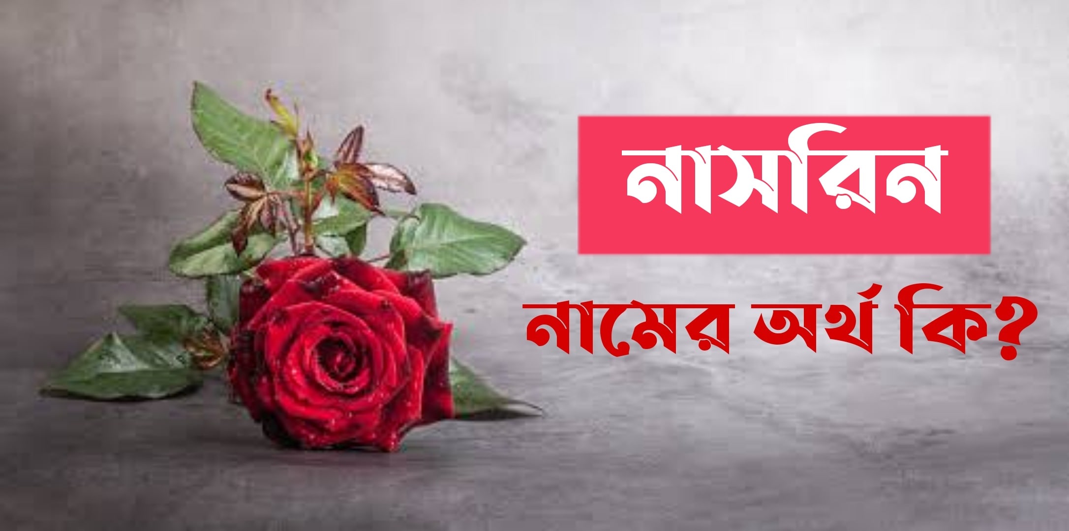 নাসরিন নামের অর্থ কি? Nasrin Name meaning in Bengali