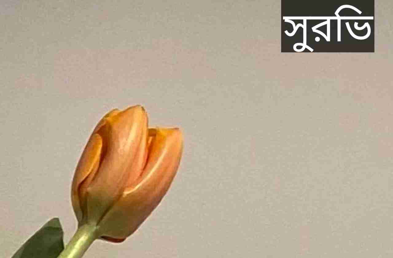 সুরভি নামের অর্থ কি? Surbhi Name meaning in Bengali